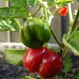 Salad Tonight (Capsicum)