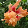 Hibiscus El Capito sport (Rosa sinensis)