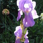 iris (Iris germanica (Orris))