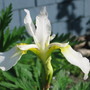 Siberian Iris (Iris sibirica (Siberian iris))