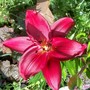29_6_18.jpg (lilium asiatic 'Dimention')