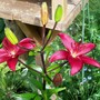 29_6_19.jpg (lilium asiatic 'Dimention')