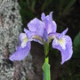 flag iris (Iris sibirica (Siberian iris))