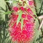 29_6_24.jpg (Callistemon citrinus)