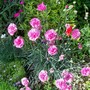 29_6_26.jpg (Dianthus)