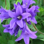 clustered bell flower (Campanula glomerata (Clustered bellflower))