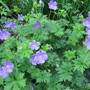 geranium (Geranium cinereum (Hardy geranium))