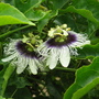 Passiflora (Passiflora edulis (Golden Granadilla))