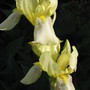 portrait of the cream irises (Iris germanica (Orris))