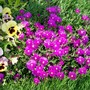 29_6_30.jpg (Delosperma cooperi)