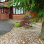 My walk to Tescos (Acer palmatum)