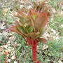 2sprout