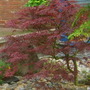 My walk to Tescos (Acer palmatum)