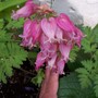 Bleeding Heart (Dicentra eximia (Bleeding Heart))