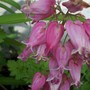Bleeding Heart (Dicentra eximia (Bleeding Heart))