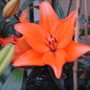 lilly 