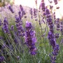 Lavender5