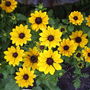 Rudbeckia hirta "Toto"