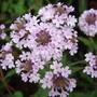  Verbena rigida 'Lilac Haze' (Verbena rigida)