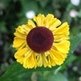 Helenium__el_dorado_