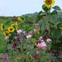 Garden_close_up