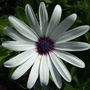 Osteospermum___helen_dimond_