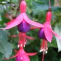 Hardy_fuchsia