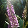 Hebe in the evening sun. (Hebe)