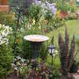 A garden flower photo