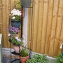 A garden flower photo