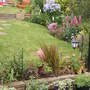 A garden flower photo