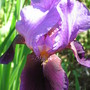 iris (Iris germanica (Orris))