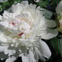    Peony Festiva Maxima (Paeonia officinalis (Double Peony))