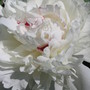 Peony  Festiva Maxima (Paeonia officinalis (Double Peony))