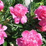 peony (Paeonia officinalis (Double Peony))
