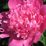 pink peony (Paeonia officinalis (Double Peony))