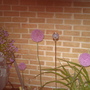 A garden flower photo (Allium acidoides)