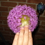 A garden flower photo (Allium acidoides)