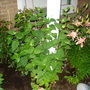 A garden flower photo
