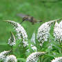 Hummer At Gooseneck Loosestrife (Lysimachia clethroides (Lysimachia))