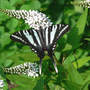 Zebra Swallowtail On Gooseneck Loosestrife (Lysimachia clethroides (Lysimachia))