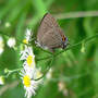 Hickory Hairstreak (Erigeron annuus (Einjahriges Berufskraut))
