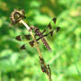 Common Whitetail Dragonfly