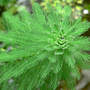 Dew On Parrot's Feather