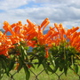 Fenceline (Pyrostegia venusta)