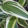 Hosta (Hosta fortunei (Plantain lily))