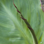 Canna indica (Indian shot plant)