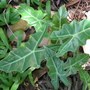 Alocasia sp. (Alocasia sp.)