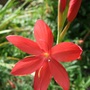 Schizosylis coccinea 'Major' (Schizostylis coccinea)