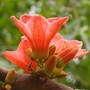 Brachychiton_paradoxum